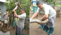 গোয়ালঘরে ২০ কেজি ওজনের বিশাল অজগর উদ্ধার